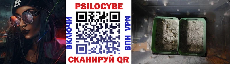 где продают MEGA онион Галлюциногенные грибы Psilocybine cubensis Топки
